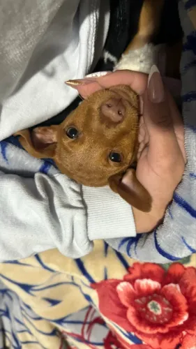 Pinscher 02