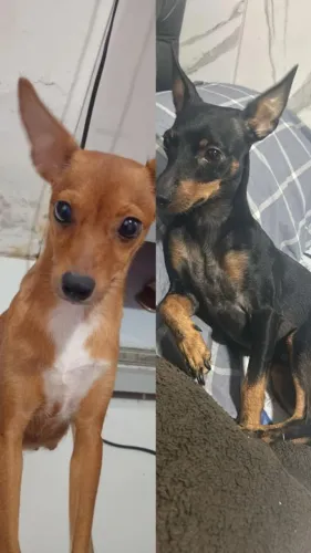 Vendo filhote de Pincher 400 RS só tem um e ele e macho chama no ZAP 81 9 *