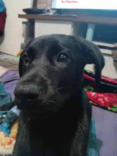 Estou doando essa cachorrinha filhote em Santo André 