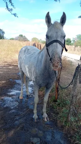 |cavalo de direita|5 anos de idade|raça Appaloosa| tenho vários vídeos (55) *