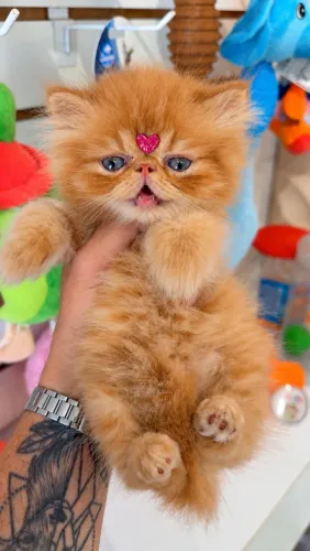 Gato Persa fêmea e macho