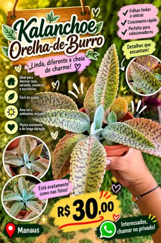 Vendo Plantas para decoração 