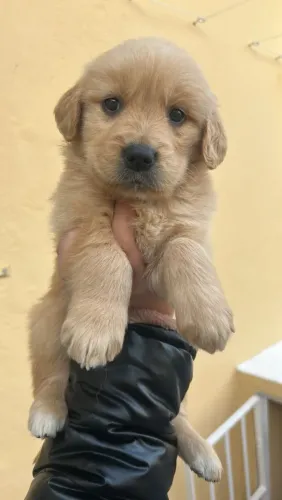 Filhote Golden Retriever, Encha sua vida de alegria com um novo amiguinho peludo!