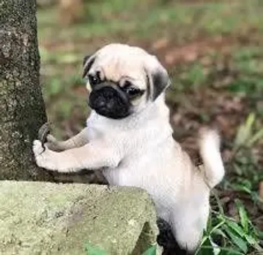 Filhotes de pug fêmea