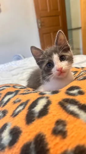 Doação responsável de gatinhos 