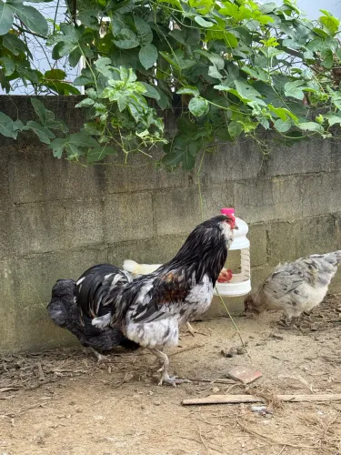 Ameraucana e arauna