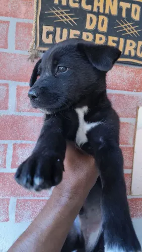 Borden Collie mestiço