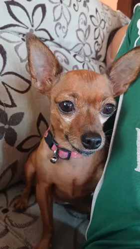 Cadela pinscher  procura um namorado .
