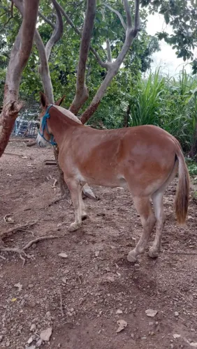 Burro novo! 