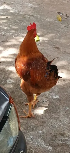 Galo hodja 