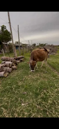 Novilha prenha Jersey 