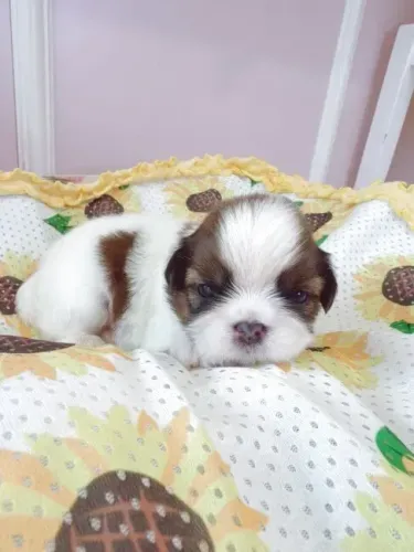 Baby alegre e saudável Shih tzu/Shitzu