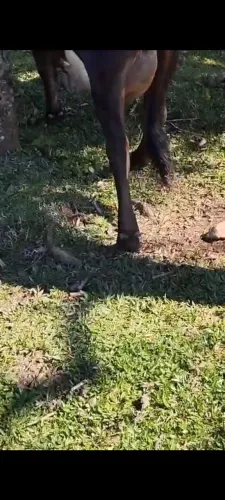Vaca de leite 