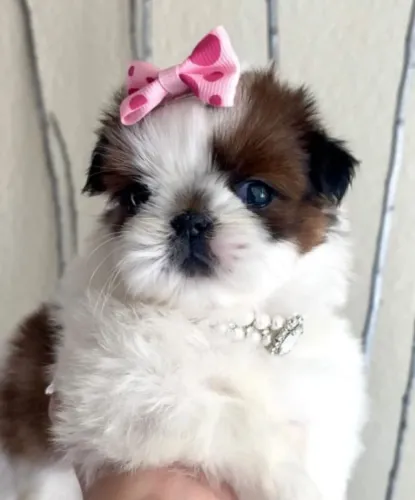 Filhotes de Shih Tzu | Filhotes que transformam momentos!
