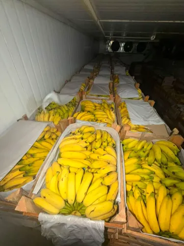 Banana prata 