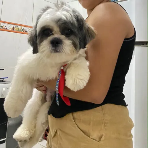 Shitzu macho a procura de uma namorada 