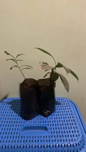 Veremos mudas de café