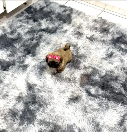 Shih tzu mini fêmeas disponíveis