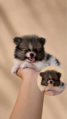 Spitz alemão - Lulu da Pomerania