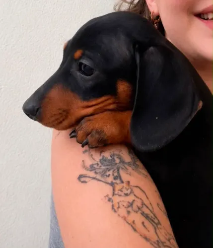 LINDO BASSET DACHSHUND BLACK AND TAN MINIATURA