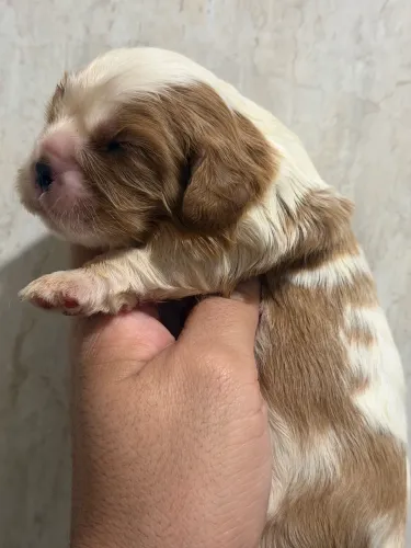 Cavalier king filhote reserva com documentação