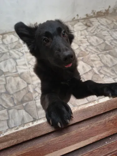 Doação filhote de cachorro fêmea