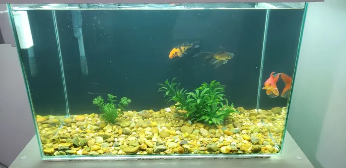 Aquario 72 Litros