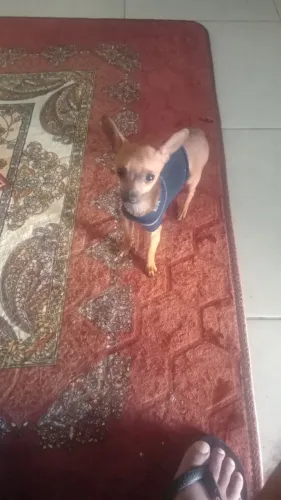 Pinscher 0 macho 6 meses