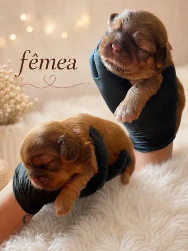 Fêmea Shitzuh disponível cor rara 100% puros pais com pedigree
