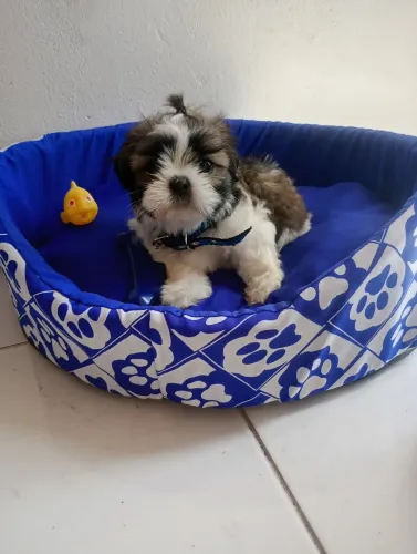 Cachorro Shitzu