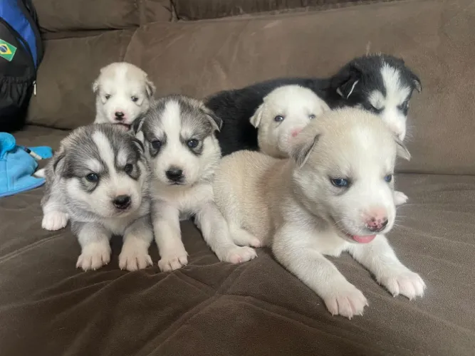 ? Filhotes de Husky Siberiano
