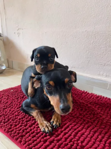 Vendo pinscher número 2