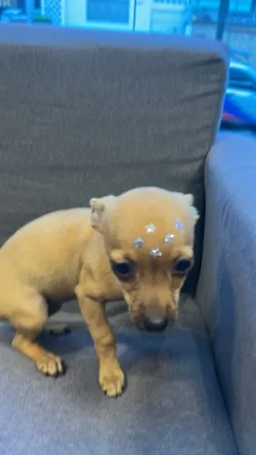 Cachorro pincher