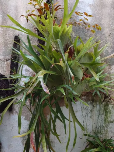 Planta Chifre de Veado