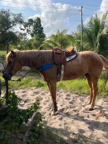 Cavalo de direita pronto e professor 