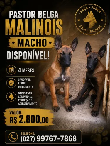 Filhotes de pastor belga malinois 