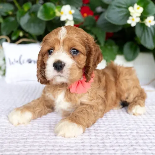 Cocker Spaniel Inglês/ Filhote Pronto Para Novo Lar