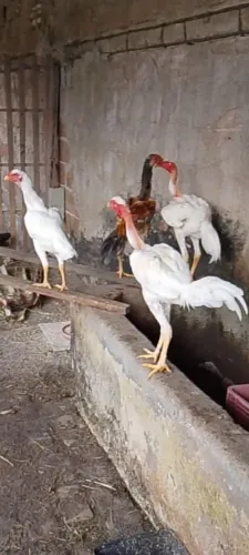 Aves polacos gigantes com indo gigantes.