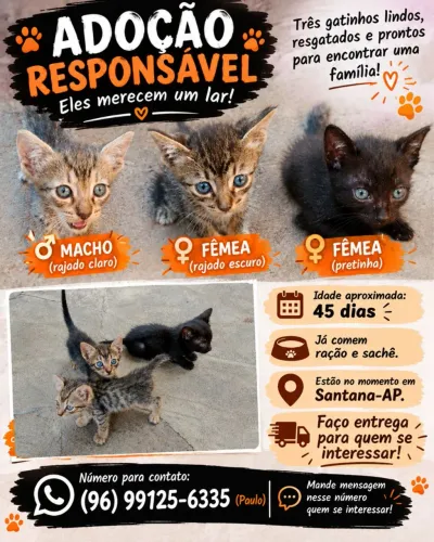 Doação de Gatos