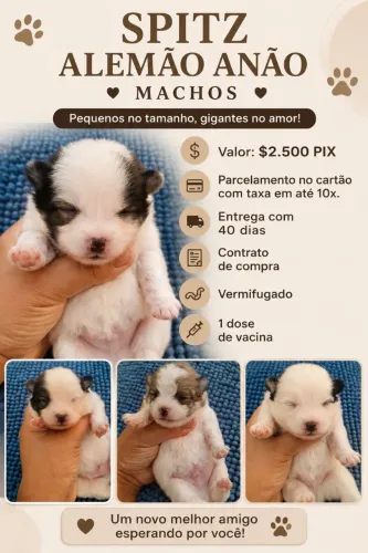 Lulu da pomerania ( sptiz alemão anão) MACHOS COM PEDIGREE