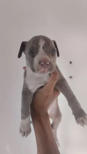 Pitbull femea