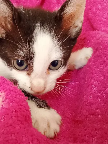 Gatinha fêmea 2 meses 