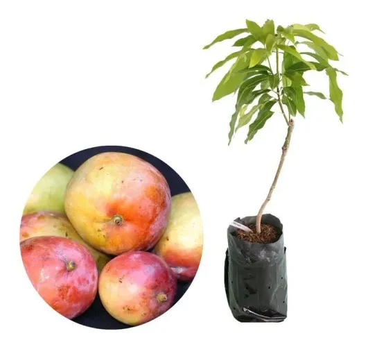 MUDA FRUTÍFERA PRECOCE: Manga Rosa