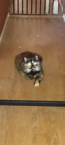 Salomé em busca do amor