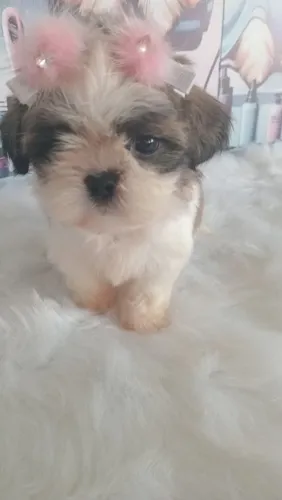 Linda filhote Shih-tzu fêmea 