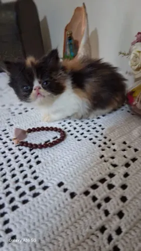 Gato Persa 