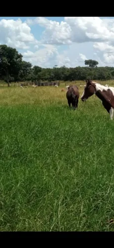 Vendo sitio