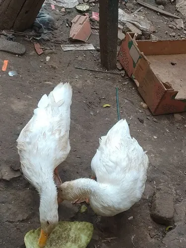 Patos de ganso