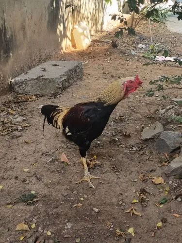 Galo caipira