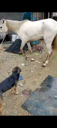 Egua